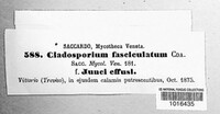 Cladosporium fasciculatum image